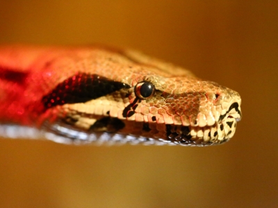 Boa constricteur - De Zonnegloed - Refuge pour animaux